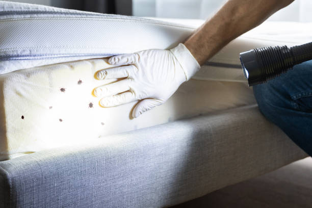 Best Pest Removal Services  in Emerd Mountain, AL
