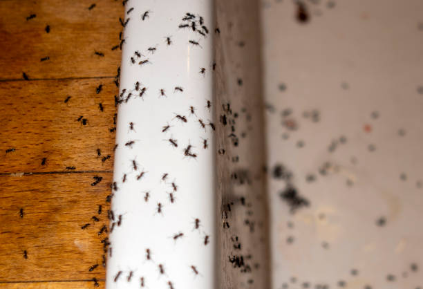 Best Best Pest Control Companies  in Emerd Mountain, AL